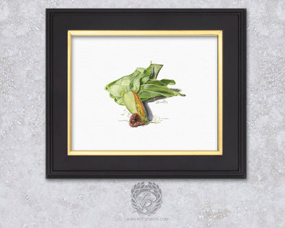 Partially Shucked Corn Watercolor Art Print – Rustic Harvest Illustration, Farmhouse Kitchen Decor
