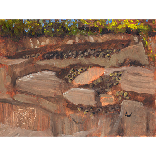 Swallow Colony