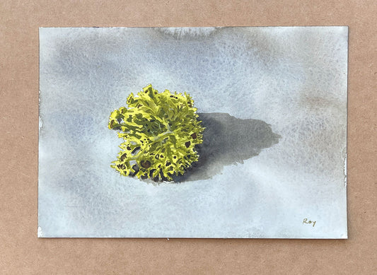 Staghorn Lichen