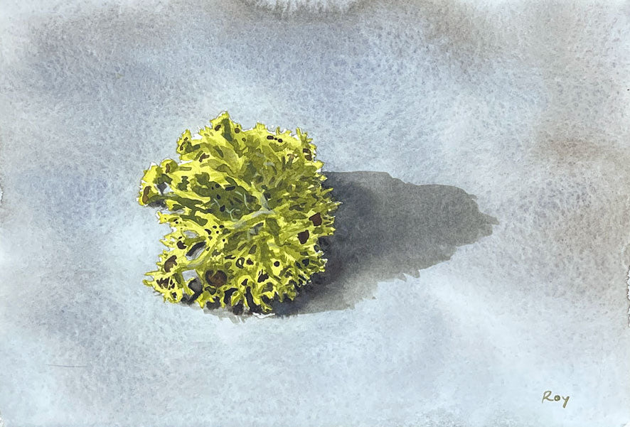 Staghorn Lichen